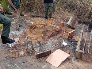 Operação Curupira resgata 235 aves em Alagoas
