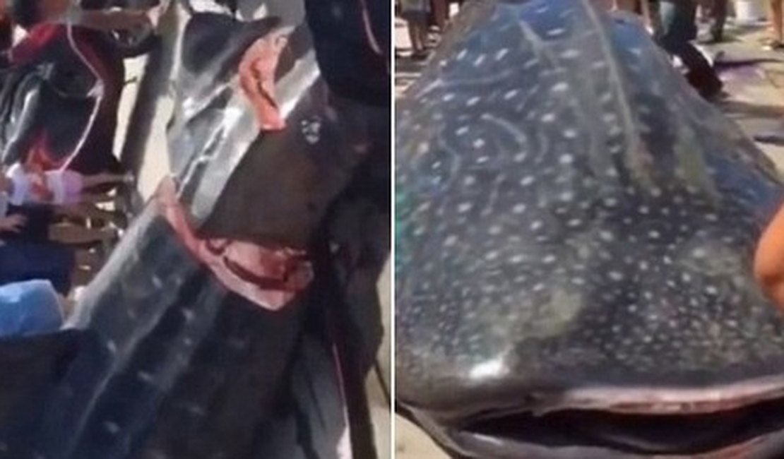 [VÍDEO] Tubarão-baleia vivo é cortado em pedaços em mercado chinês