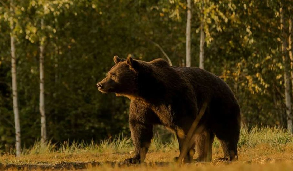 Príncipe é acusado de matar o 'maior urso vivo da Europa'
