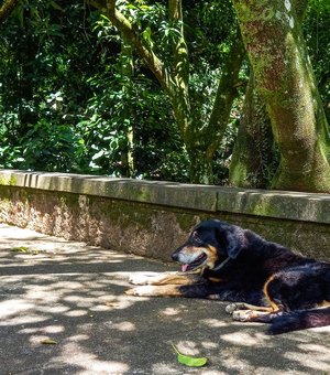 Cães e gatos também são considerados espécies invasoras no Brasil