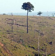 Desmatamento pode minar meta do Brasil contra aquecimento