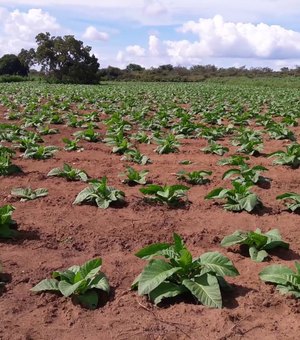 Fumicultura rompe tradição latifundiária de AL e coloca Arapiraca no mapa do progresso