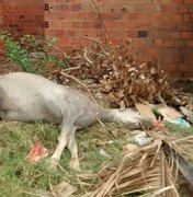 Cavalo morto em terreno de casa abandonada causa indignação em moradores