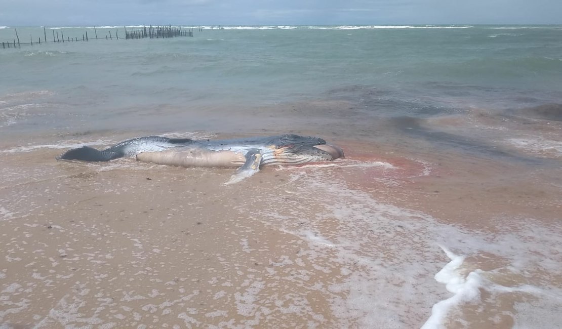 [Vídeo] Filhote de baleia jubarte é encontrado morto na praia de Garça Torta