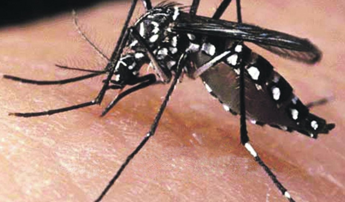 Maceió registra 2635 casos de dengue, aponta Secretaria de Saúde