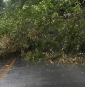 Árvore cai e interdita Avenida Hélio de Castro Vasconcelos