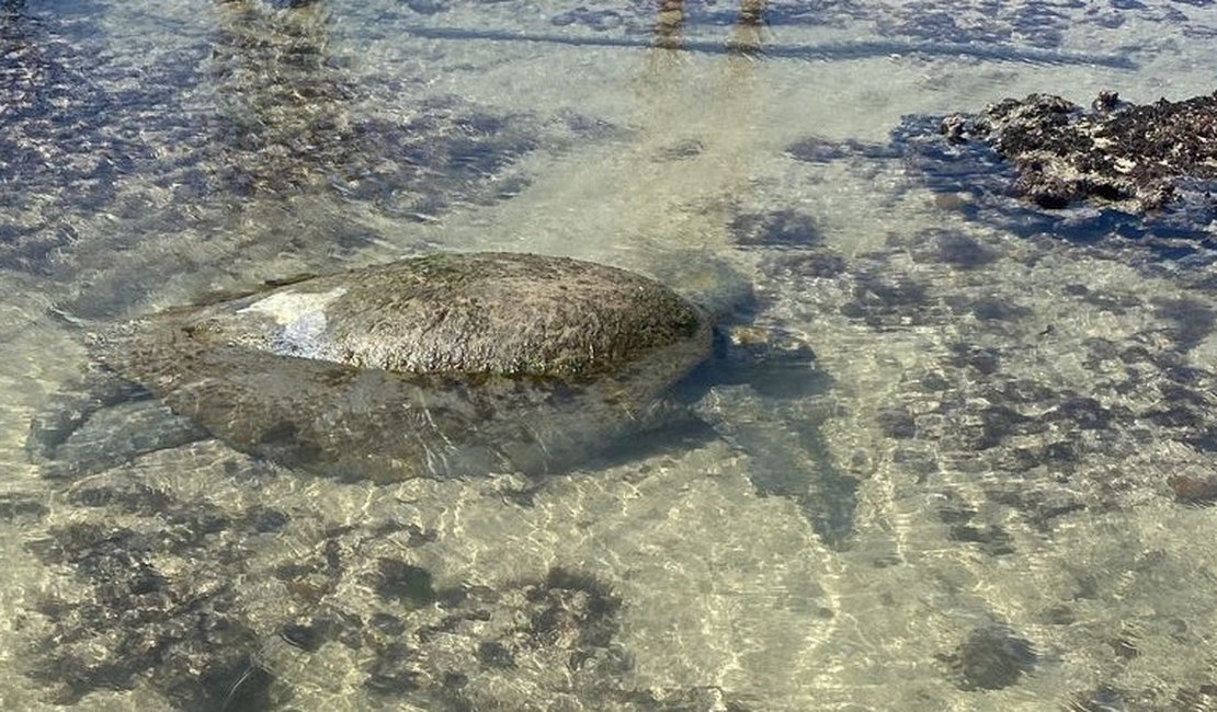 Tartaruga encalhada é encontrada na Praia da Ponta Verde