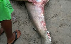 Tubarão foi encontrado na Praia de Tabuba, na Barra de Santo Antônio