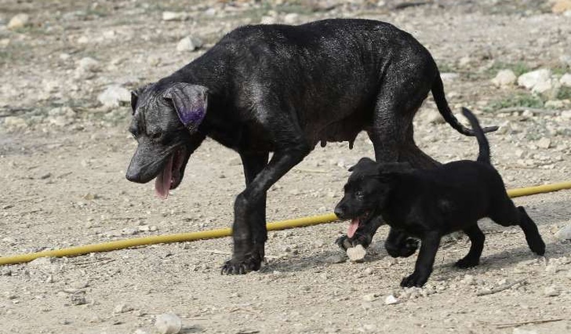 Suspeito de envenenar cachorros no Sertão é preso pela polícia
