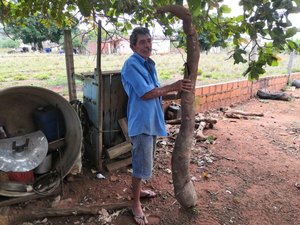 [Vídeo] Agricultor arapiraquense colhe macaxeira com mais de dois metros de comprimento