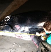 Filhote de baleia jubarte morre após ficar encalhado na praia do Sobral, em Maceió