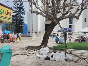 Árvores em risco de queda preocupam taxistas no Largo Dom Fernando Gomes, em Arapiraca