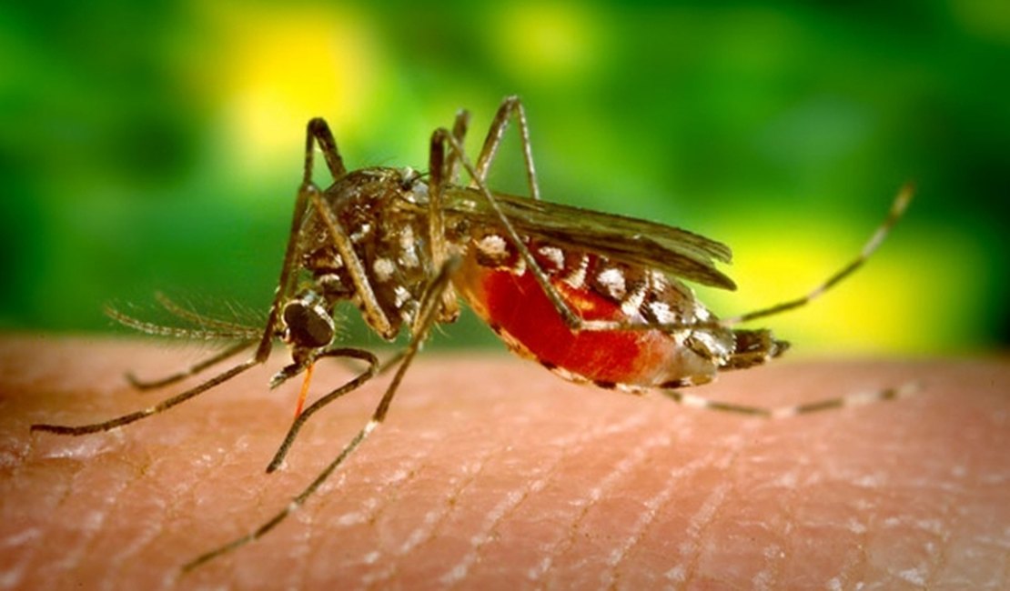 Zika pode ter potencial de infecção via saliva e urina