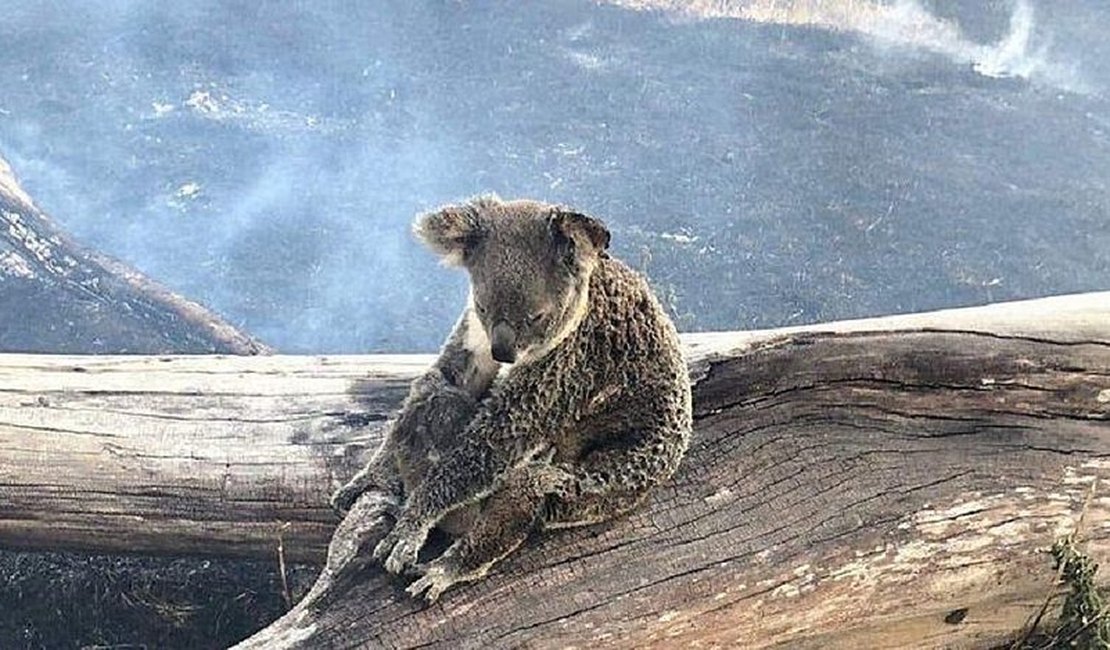 Um terço da população de coalas pode ter morrido durante incêndios na Austrália