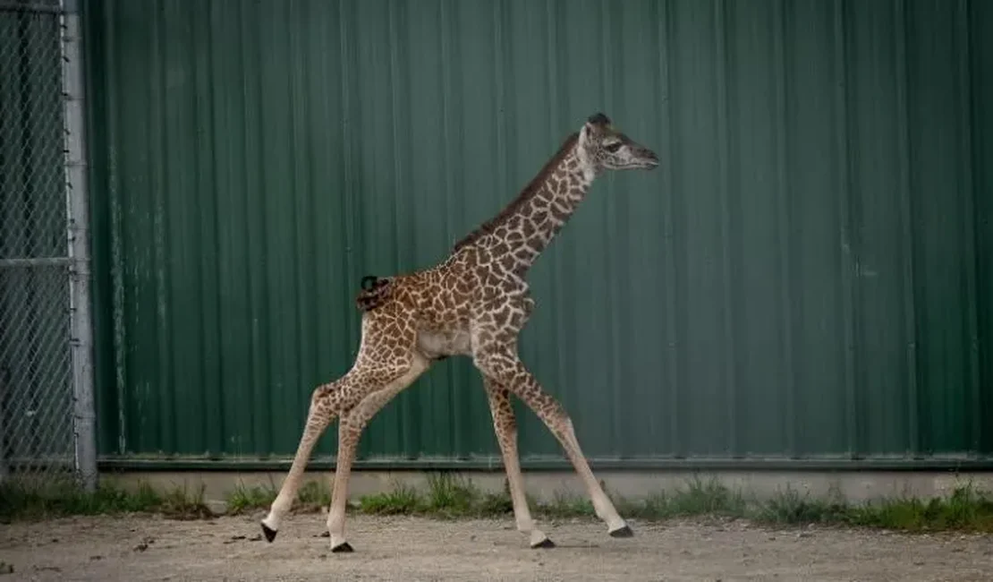 Filhote de girafa ameaçada de extinção nasce em zoológico nos EUA