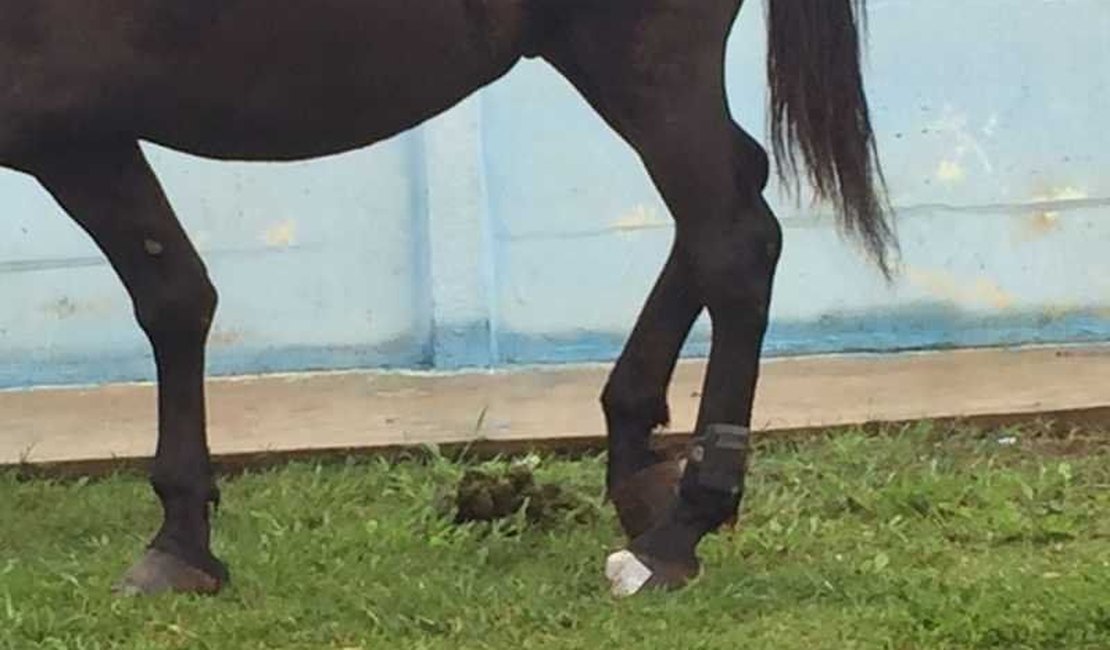 Polícia encontra cavalo com tornozeleira eletrônica no Paraná