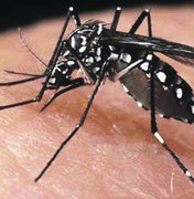 Aedes aegypti infectados com bactéria não transmitem zika, aponta estudo