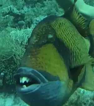 Peixe exótico 'com dentes humanos' morde mergulhador no Egito; assista