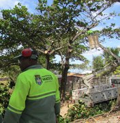 Confira a programação de poda de árvores em Maceió