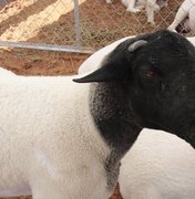 Governo debate fortalecimento da ovinocaprinocultura no Sertão