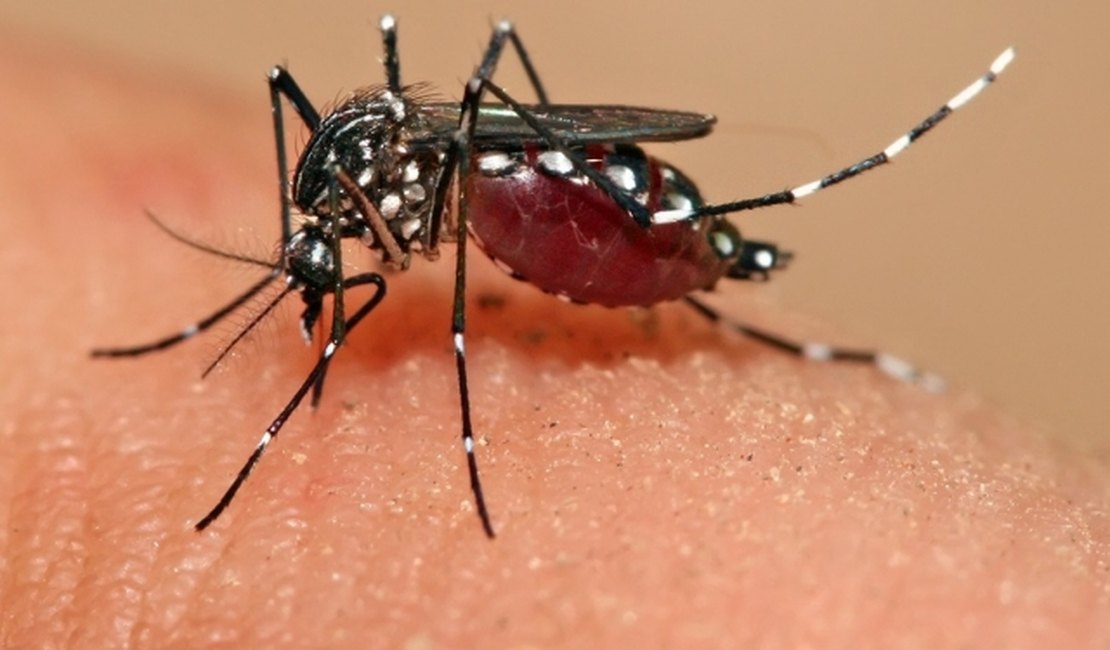 Governo Federal destina R$ 65 milhões para pesquisas sobre o vírus Zika