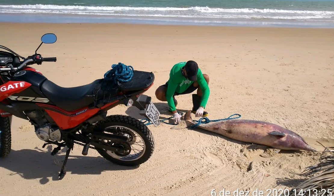 Golfinho é encontrado morto em Jequiá da Praia, interior de Alagoas