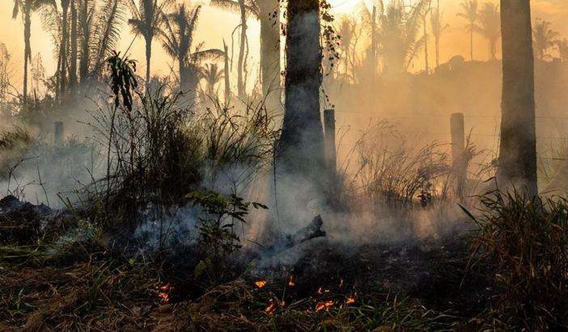 Queimadas aumentam e 2020 pode ser destrutivo para Amazônia