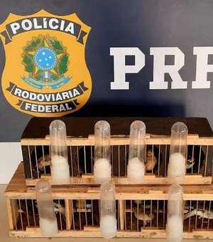 PRF flagra transporte clandestino de aves silvestres em Rio Largo