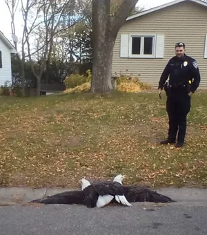 Briga entre duas águias vira 'caso de polícia' nos EUA