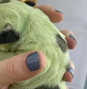 Cadela dá à luz cachorrinha com pelo verde brilhante e encanta a web