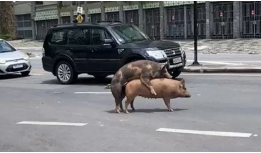 Casal de porcos é flagrado em ‘clima de romance’ em avenida de BH e cena viraliza