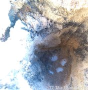 Tartaruga desova em areia suja de óleo no município de Jequiá da Praia