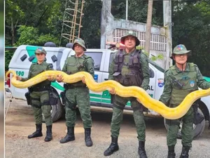 Cobras encontradas na propriedade onde ocorreu chacina são recolhidas para o Ibama