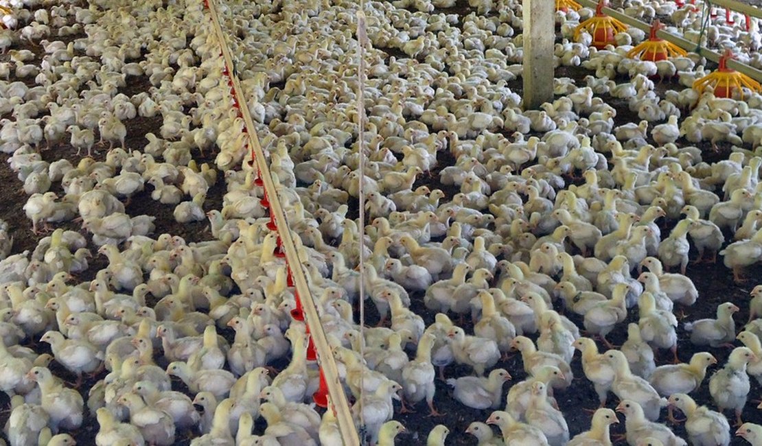 China impõe medidas antidumping sobre importação de frango brasileiro