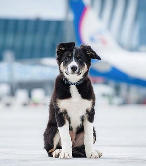Filhote de Border Collie vira mascote de aeroporto na Crimeia