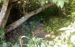 Um dos corpos foi encontrado perto de uma árvore
