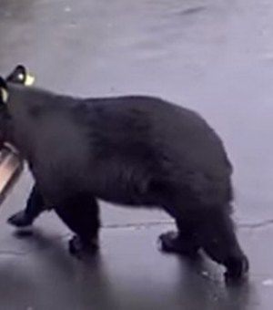 Urso 'rouba' encomenda da Amazon deixada na frente de casa nos EUA