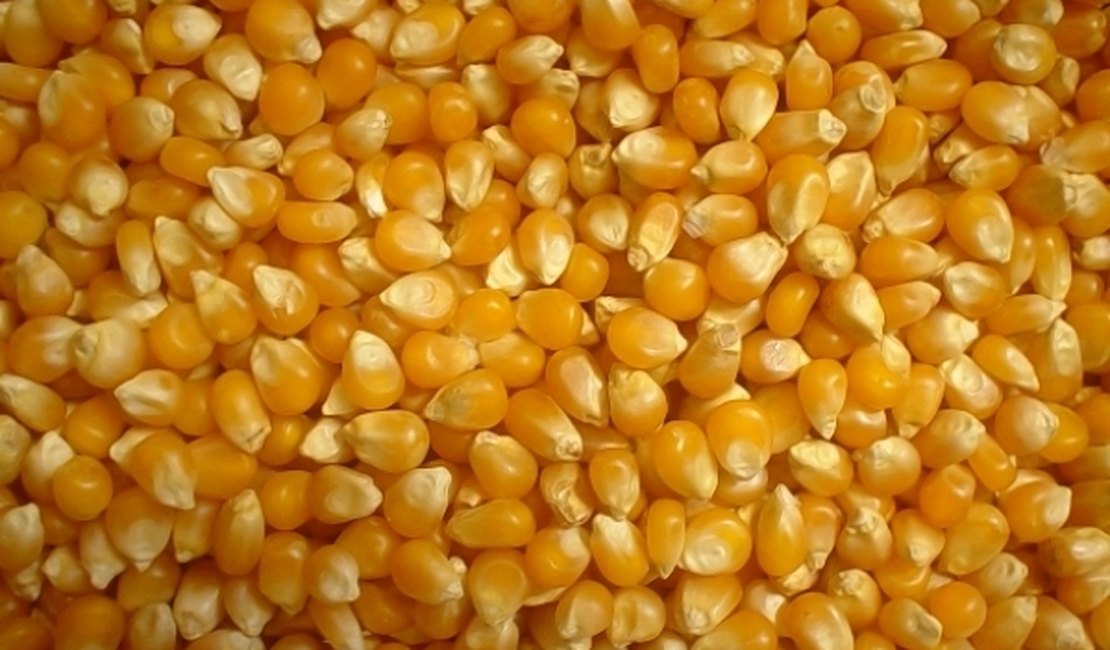 Governo Federal libera venda de milho para alimentação animal