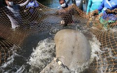Peixe-boi marinho é solto em rio de Porto de Pedras