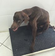 Cão enterrado vivo sobrevive após resgate dos bombeiros e é atendido no Neafa