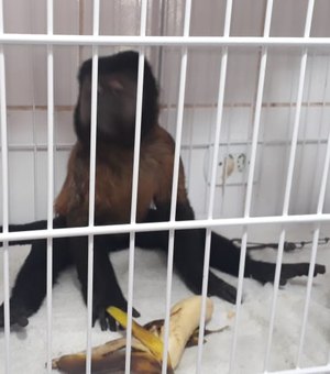  Macaco prego é resgatado em praça no município de Delmiro Gouveia