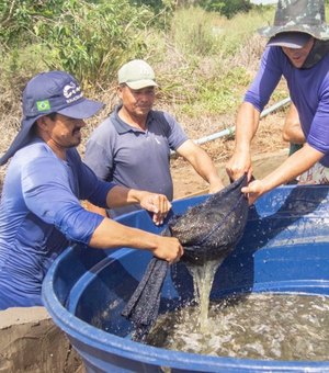 Desenvolvimento da produção de camarão em Arapiraca é tema de encontro com associação de carcinicultores