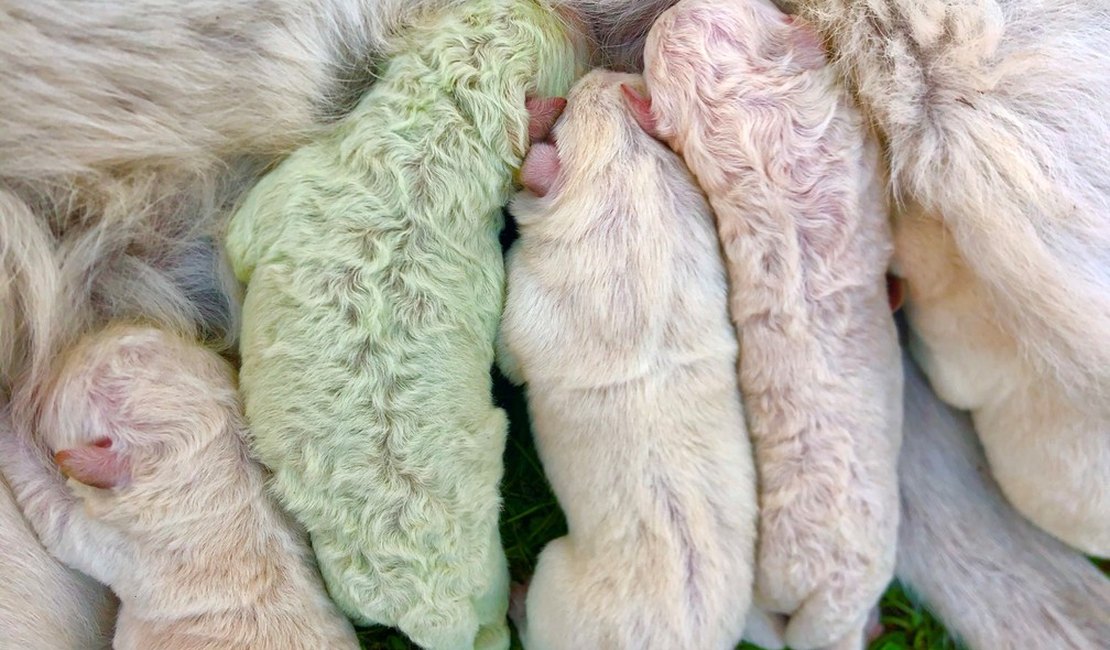 Conheça Pistachio, cachorrinho que nasceu com pelo verde na Itália