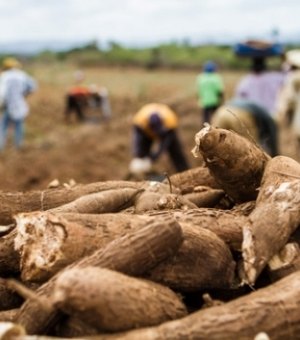 Alagoas atingiu recorde no valor da produção agrícola em 2020, aponta pesquisa