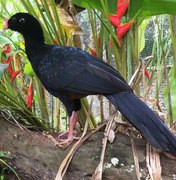 Mutum-de-Alagoas: primeira espécie será reintroduzida à natureza este mês