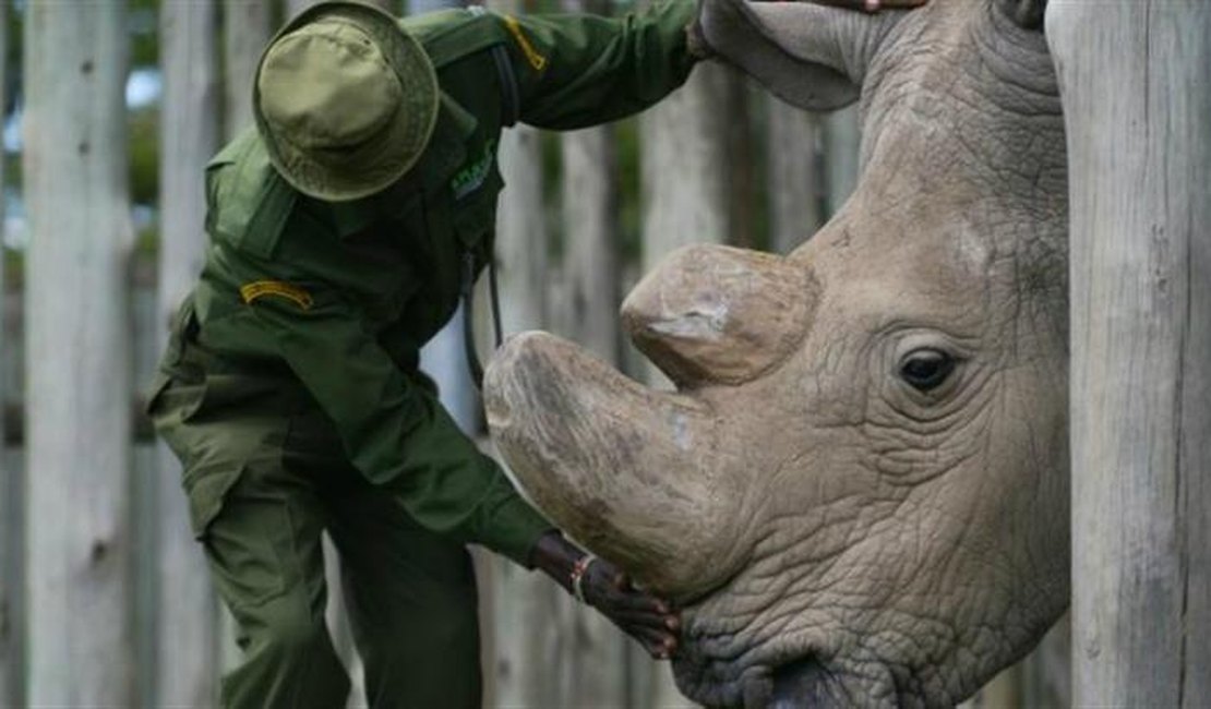 Morre no Quênia o último rinoceronte branco do norte macho