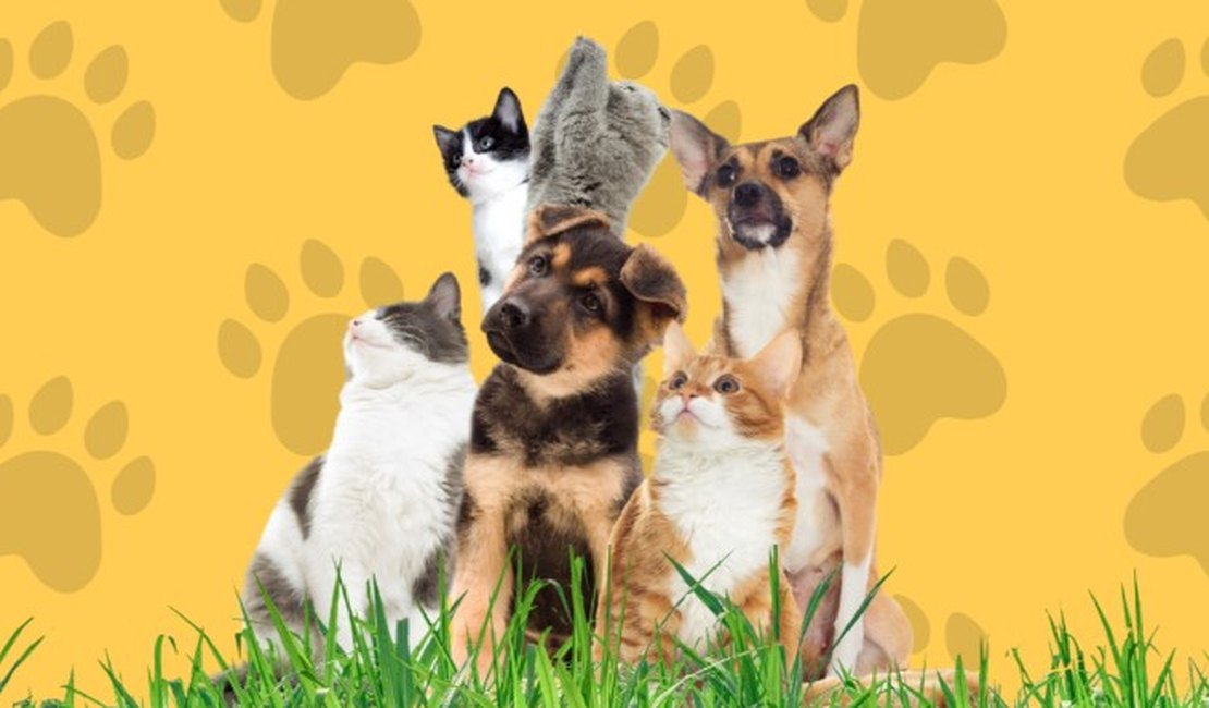 Programa Pet Amigo atenderá bairro São Francisco em Palmeira