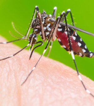 Sesau confirma: Alagoas registrou apenas uma morte por dengue em 2018