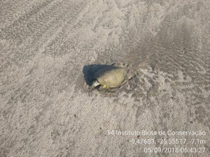 Tartaruga-verde é resgatada com vida da praia de Paripueira