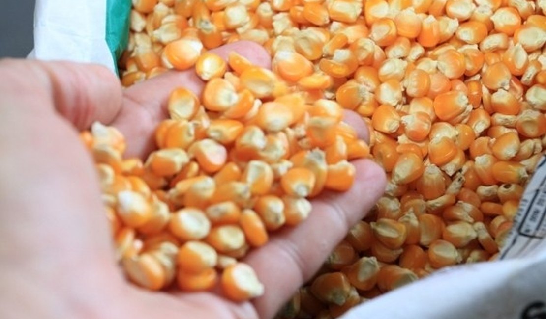 Variedades de milho são apresentadas em Dia de Campo, em Arapiraca